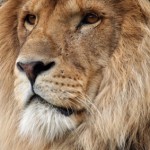 king