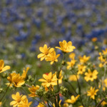 iStock_000012108004XSmall
