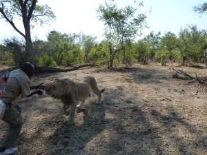 Lion Encounter Zimbabwe